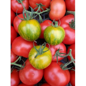 Mini Tomate     Jaune