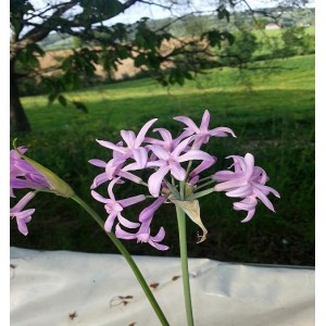 Fleurs   d'Agapanthail   Btte