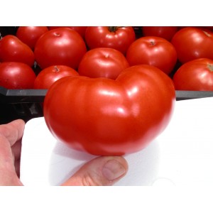 Tomates  CF