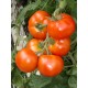 Tomates Grappes
