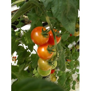 Tomates Cocktail  grappe