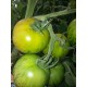 Tomates  Green  Zebra               / Kg