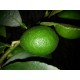 Citron  vert   (  Lime de Tahiti )                        /Kg