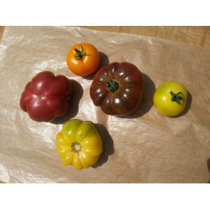 Tomates Anciennes Coloris M&eacute;la