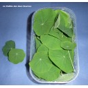 Petites feuilles de Capucines     en Bq