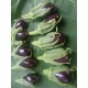 Mini  Aubergine