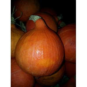 Potimaron          (AB)    /Kg