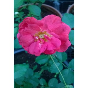 Fleurs de   Rose  / Bq