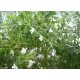 Fleurs  de  Sarriette     / btte