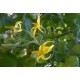 Fleurs de tomate  / Bq