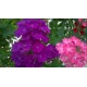 Fleurs  de  verveine      / Bq