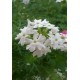 Fleurs  de  verveine      / Bq