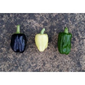 Mini  Poivron   ( A.B. )