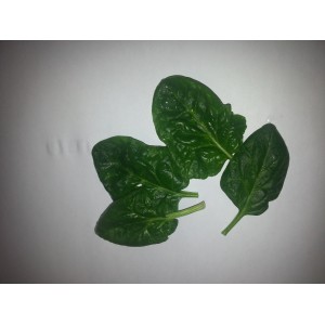 Epinard  Petites feuilles    (AB)      / Bq