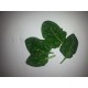 Epinard  Petites feuilles    (AB)      / Bq