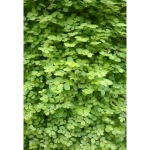 Mouron  Exotique              /Bq