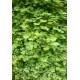 Mouron  Exotique              /Bq