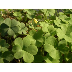 Oxalys  Vert              /Bq