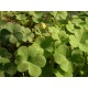 Oxalys  Vert              /Bq