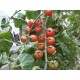 Tomates  Groseille  rouge