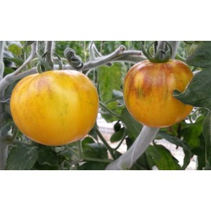 Tomate  Ancienne  Jaune