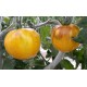 Tomate  Ancienne  Jaune