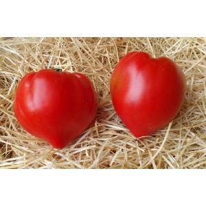 Tomate  Coeur de Boeuf