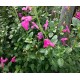 Fleurs de Sauge     / Bq