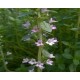 Fleurs  de  Thym    / Bq