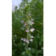 Fleurs  de  Thym    / Bq