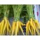 Mini  Carotte  Jaune    (AB)    en botte