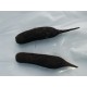 Navet  Noir  (AB)    / botte