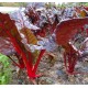 Mini  Blette  à carde Rouge  (AB)  en botte