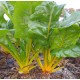 Mini  Blette  à carde Jaune   (AB)  en botte
