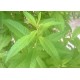 Verveine  Fraiche  Btte