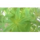 Verveine  Fraiche  Btte
