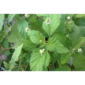 Thym  Serpolet  Frais