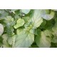 Menthe Bergamothe  Fraiche