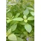 Menthe  Chocolat  Fraiche