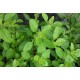 Menthe  Fraise   Fraiche