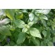 Menthe  Banane  Fraiche