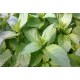 Menthe  Piperminth Fraiche
