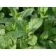 Menthe  Verte  Fraiche