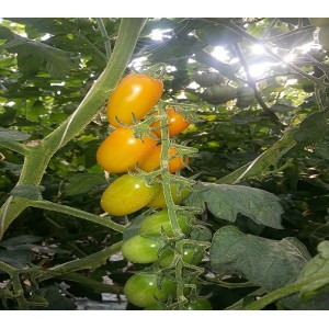 Tomate  Coeur de Pigeon