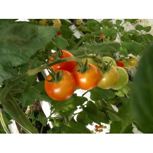 Mini Tomate     Rouge
