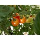 Mini Tomate     Rouge