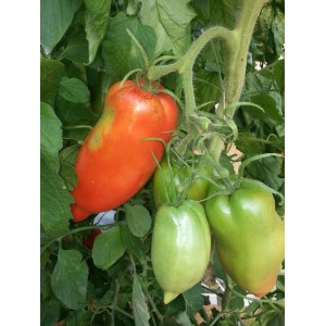 Tomate  Coeur  de  Boeuf                           / Kg