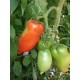 Tomate  Coeur  de  Boeuf                           / Kg