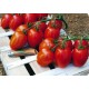 Tomates    Olivette            /Kg