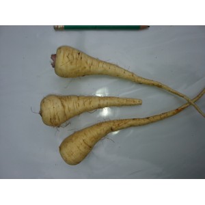Mini  Panais     (AB)                               / Botte